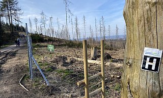 Der Teutoburger Wald ist - wie hier am Hermannsweg in Lämershagen - an vielen Stellen in einem bedauernswerten Zustand. - Eike J. Horstmann Der Teutoburger Wald ist - wie hier am Hermannsweg in Lämershagen - an vielen Stellen in einem bedauernswerten Zustand. - Eike J. Horstmann