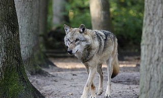 Wölfe sind wieder in Deutschland heimisch. Jetzt wollen Spaziergänger Exemplare im Kreis Gütersloh gesehen haben. - Nabu Wölfe sind wieder in Deutschland heimisch. Jetzt wollen Spaziergänger Exemplare im Kreis Gütersloh gesehen haben. - Nabu