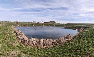 Eine schwierige Situation für die Vogelrettung: Mitten auf dem Wasser einer der Schlammteich-Becken oberhalb des ehemaligen Werksgeländes harrt ein Höckerschwan mit einem verletzten Flügel der Dinge. - Manfred Hölker Eine schwierige Situation für die Vogelrettung: Mitten auf dem Wasser einer der Schlammteich-Becken oberhalb des ehemaligen Werksgeländes harrt ein Höckerschwan mit einem verletzten Flügel der Dinge. - Manfred Hölker