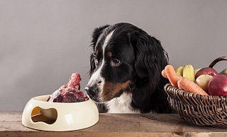 Beim Barfen gibt es für den Hund frisches Fleisch vermischt mit etwas Obst und Gemüse. - picture alliance / imageBROKER Beim Barfen gibt es für den Hund frisches Fleisch vermischt mit etwas Obst und Gemüse. - picture alliance / imageBROKER