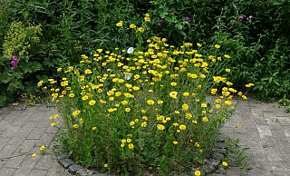 Natürliche Gartenideen brauchen nicht immer viel Platz - hier präsentiert sich Färberkamille im Solitärbeet. Aber auch der Vorgarten kann durch seinen begrenzten Raum ein guter Anfang sein für die naturnahe Gartengestaltung. - Karl-Heinz Niehus (Archiv) Natürliche Gartenideen brauchen nicht immer viel Platz - hier präsentiert sich Färberkamille im Solitärbeet. Aber auch der Vorgarten kann durch seinen begrenzten Raum ein guter Anfang sein für die naturnahe Gartengestaltung. - Karl-Heinz Niehus (Archiv)