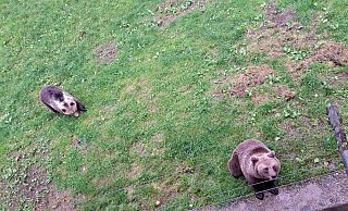 Aufnahme aus der alten Heimat: Die beiden Braunbären „Jojo“ und „Flocon“ sind in einem Tierpark in der Schweiz aufgewachsen. - Stadt Bielefeld Aufnahme aus der alten Heimat: Die beiden Braunbären „Jojo“ und „Flocon“ sind in einem Tierpark in der Schweiz aufgewachsen. - Stadt Bielefeld