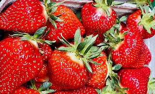Die ersten Erdbeeren vom Obsthof Otte gibt es bereits an einigen Verkaufsbüdchen im Kreis Herford und Bad Salzuflen. - Obsthof Otte Die ersten Erdbeeren vom Obsthof Otte gibt es bereits an einigen Verkaufsbüdchen im Kreis Herford und Bad Salzuflen. - Obsthof Otte