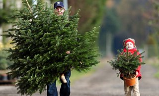 Das Fest ist vorüber und so mancher traumhaft geschmückter Tannenbaum nadelt plötzlich. Also wohin damit? - Dpa Das Fest ist vorüber und so mancher traumhaft geschmückter Tannenbaum nadelt plötzlich. Also wohin damit? - Dpa