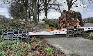 Sturmtief „Ylenia“ hat diesen Baum an der Kilverstraße umgefegt. Der Geh- und Radweg ist gesperrt. Die Warnbake ist schon wieder umgeweht worden. - Niklas Krämer Sturmtief „Ylenia“ hat diesen Baum an der Kilverstraße umgefegt. Der Geh- und Radweg ist gesperrt. Die Warnbake ist schon wieder umgeweht worden. - Niklas Krämer