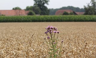 Eine Ackerdistel blüht im Getreidefeld. Das sehen die Landwirte gar nicht gern, weil die Pflanze das Getreide verdrängt. - Ulf Hanke Eine Ackerdistel blüht im Getreidefeld. Das sehen die Landwirte gar nicht gern, weil die Pflanze das Getreide verdrängt. - Ulf Hanke