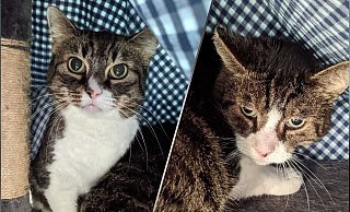 Die Katzen sind völlig verstört. - Tierheim Bielefeld Die Katzen sind völlig verstört. - Tierheim Bielefeld
