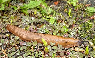 Weil sie anders als Weinbergschnecken kein Gehäuse tragen, heißen sie Nacktschnecken. Zu ihren natürlichen Feinden gehören Igel, Schnegel und Laufkäfer. - Heidi Froreich Weil sie anders als Weinbergschnecken kein Gehäuse tragen, heißen sie Nacktschnecken. Zu ihren natürlichen Feinden gehören Igel, Schnegel und Laufkäfer. - Heidi Froreich