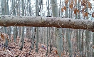 In diesem unwegsamen Abschnitt des Waldes befand sich die vermisste Person. - Feuerwehr Beverungen In diesem unwegsamen Abschnitt des Waldes befand sich die vermisste Person. - Feuerwehr Beverungen