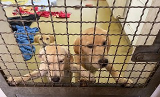 Die sichergestellten Junghunde sind bei ihrer Ankunft verwurmt, voller Milben und traumatisiert. - Tierheim Bielefeld Die sichergestellten Junghunde sind bei ihrer Ankunft verwurmt, voller Milben und traumatisiert. - Tierheim Bielefeld