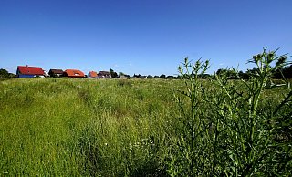 Auf dieser Wiese an der Steinbreede in Stift Quernheim ist ein Neubaugebiet geplant. - Niklas Krämer Auf dieser Wiese an der Steinbreede in Stift Quernheim ist ein Neubaugebiet geplant. - Niklas Krämer