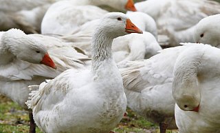 Vogelgrippe und gestiegene Energie - und Futterpreise sorgen dafür, dass bundesweit weniger Weihnachtsgänse zur Verfügung stehen. Auch die Preise für den Festtagsbraten erhöhen sich um 20 Prozent. - Roland Thöring Vogelgrippe und gestiegene Energie - und Futterpreise sorgen dafür, dass bundesweit weniger Weihnachtsgänse zur Verfügung stehen. Auch die Preise für den Festtagsbraten erhöhen sich um 20 Prozent. - Roland Thöring