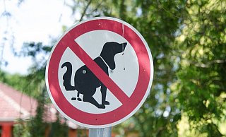 Beim Einlass zur Landesgartenschau sollen Hunde außen vor bleiben. - Symbolbild: Pixabay Beim Einlass zur Landesgartenschau sollen Hunde außen vor bleiben. - Symbolbild: Pixabay