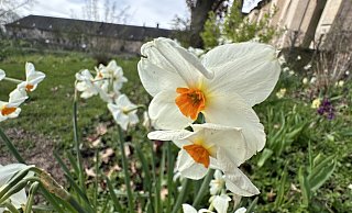 Österliche Grüße in Form der Osterglöckchen erhalten Besucher des Huxarium Gartenparks. - Ralf T. Mischer Österliche Grüße in Form der Osterglöckchen erhalten Besucher des Huxarium Gartenparks. - Ralf T. Mischer