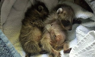 Bruno und Barney waren winzig, als sie unter einer Eiche gefunden wurden. - Peter Unger Bruno und Barney waren winzig, als sie unter einer Eiche gefunden wurden. - Peter Unger