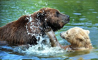 Die Bären Max (groß und dunkelbraun) und Jule im Bärengehege des Bielefelder Tierparks Olderdissen. Jule starb vor zweieinhalb Jahren, jetzt ist auch Max tot. - Christian Weische Die Bären Max (groß und dunkelbraun) und Jule im Bärengehege des Bielefelder Tierparks Olderdissen. Jule starb vor zweieinhalb Jahren, jetzt ist auch Max tot. - Christian Weische
