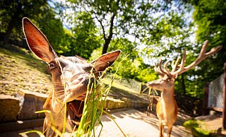 Die Tiere sehen schon viel besser aus. - Mike-Dennis Müller / www.mdm.photo Die Tiere sehen schon viel besser aus. - Mike-Dennis Müller / www.mdm.photo