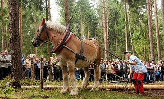 Die besonderen Pferde (Symbolbild von einem Pferde-Wettbewerb in Thüringen) sollen auch als Arbeitstiere eingesetzt werden - das gibt's so nirgends in Deutschland. - usage worldwide Die besonderen Pferde (Symbolbild von einem Pferde-Wettbewerb in Thüringen) sollen auch als Arbeitstiere eingesetzt werden - das gibt's so nirgends in Deutschland. - usage worldwide