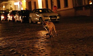 Füchse sind häufiger in Städten und Ortschaften anzutreffen als viele andere Wildtiere. Doch wie verhält man sich, wenn man einem der Tiere begegnet? - dpa/Annette Riedl Füchse sind häufiger in Städten und Ortschaften anzutreffen als viele andere Wildtiere. Doch wie verhält man sich, wenn man einem der Tiere begegnet? - dpa/Annette Riedl