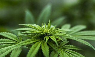 Für den Anbau, den Handel und die Abgabe von Cannabis will die Ampelkoalition ein reguliertes und überwachtes System schaffen. - Pixabay Für den Anbau, den Handel und die Abgabe von Cannabis will die Ampelkoalition ein reguliertes und überwachtes System schaffen. - Pixabay