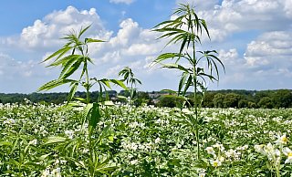 Hanf wächst zwischen Kartoffeln: Es wird auf Bielefelds Äckern wohl erstmal bei solchen eher kuriosen Ausnahmen bleiben. - Stefan Becker Hanf wächst zwischen Kartoffeln: Es wird auf Bielefelds Äckern wohl erstmal bei solchen eher kuriosen Ausnahmen bleiben. - Stefan Becker