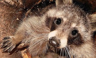 Der Waschbär soll plötzlich vor dem Steinheimer hergelaufen sein. - David Schellenberg Der Waschbär soll plötzlich vor dem Steinheimer hergelaufen sein. - David Schellenberg