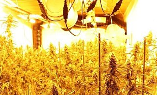 Die Polizei hat im Januar eine Cannabisplantage in Steinheim-Vinsebeck hochgenommen. Zwei Männer, die vor Ort festgenommen wurden, stehen jetzt vor Gericht. - Polizei Höxter Die Polizei hat im Januar eine Cannabisplantage in Steinheim-Vinsebeck hochgenommen. Zwei Männer, die vor Ort festgenommen wurden, stehen jetzt vor Gericht. - Polizei Höxter
