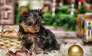 Zum richtigen Zeitpunkt: Zwischen Geschenkpapier und Christbaumkugeln hat der kleine Welpe nichts zu suchen. - 123rf Zum richtigen Zeitpunkt: Zwischen Geschenkpapier und Christbaumkugeln hat der kleine Welpe nichts zu suchen. - 123rf