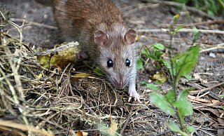 Die Grundschule Bonifatius in Paderborn hat ein Rattenproblem. - Pixabay/ ivabalk Die Grundschule Bonifatius in Paderborn hat ein Rattenproblem. - Pixabay/ ivabalk