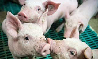 Ein Kreisveterinär soll drei Ferkel bei Tönnies in einem Eimer ertränkt haben, sein Kollege hat dabei zugesehen. - Symbolfoto/ Pixabay Ein Kreisveterinär soll drei Ferkel bei Tönnies in einem Eimer ertränkt haben, sein Kollege hat dabei zugesehen. - Symbolfoto/ Pixabay