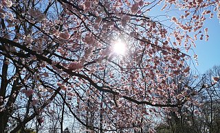 Sonnenschein und Blütenpracht: Für Sonntag und Montag ist bestes Ausflugswetter angesagt. - Anke Groenewold Sonnenschein und Blütenpracht: Für Sonntag und Montag ist bestes Ausflugswetter angesagt. - Anke Groenewold