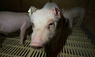 Das Deutsche Tierschutzbüro hatte Strafanzeige erstattet - jetzt wurde das Verfahren eingestellt. - Deutsches Tierschutzbüro Das Deutsche Tierschutzbüro hatte Strafanzeige erstattet - jetzt wurde das Verfahren eingestellt. - Deutsches Tierschutzbüro