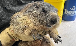 Das Tierheim kümmerte sich um ein Murmeltiert. - Tierschutzverein Herford Das Tierheim kümmerte sich um ein Murmeltiert. - Tierschutzverein Herford