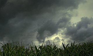 Dunkle Wolken über einem Maisfeld kündigen schlechtes Wetter an. - Liselotte Brunner/Pixabay Dunkle Wolken über einem Maisfeld kündigen schlechtes Wetter an. - Liselotte Brunner/Pixabay