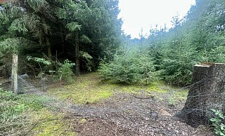 Der Weg zum Leichenfundort ist unwegsam, die Stelle, wo der Leichnam von Marion S. lag, war durch einen Zaun abgesperrt. Wer den niedergedrückt hat - also Polizei oder Täter - ist offiziell unklar. - Wolfgang Wotke Der Weg zum Leichenfundort ist unwegsam, die Stelle, wo der Leichnam von Marion S. lag, war durch einen Zaun abgesperrt. Wer den niedergedrückt hat - also Polizei oder Täter - ist offiziell unklar. - Wolfgang Wotke