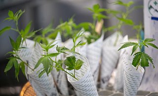 Cannabis braucht drei Monate bis zur Erntereife, dann muss das Kraut noch 14 Tage trocknen. - dpa Cannabis braucht drei Monate bis zur Erntereife, dann muss das Kraut noch 14 Tage trocknen. - dpa
