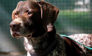 Der elf Jahre alte Deutsch Drahthaar-Rüde "Knut" ist seit Februar im Tierheim Gütersloh untergebracht, weil sich sein früheres Herrchen wegen Totschlags vor Gericht verantworten muss. - Andreas Frücht Der elf Jahre alte Deutsch Drahthaar-Rüde "Knut" ist seit Februar im Tierheim Gütersloh untergebracht, weil sich sein früheres Herrchen wegen Totschlags vor Gericht verantworten muss. - Andreas Frücht