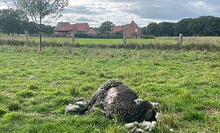 Auf der Wiese in Seelenfeld wurden sieben von neun Schafen getötet. Es handelt sich dabei um rauhwollige pommersche Landschafe. - Privat Auf der Wiese in Seelenfeld wurden sieben von neun Schafen getötet. Es handelt sich dabei um rauhwollige pommersche Landschafe. - Privat