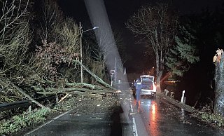 Rechts steht noch der Stamm des Baumes. Seine Krone fiel quasi komplett vor den Wagen des Bielefelders. - Polizei Rechts steht noch der Stamm des Baumes. Seine Krone fiel quasi komplett vor den Wagen des Bielefelders. - Polizei