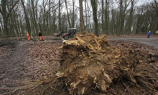 Mitarbeiter der Stadtwerke Bad Oeynhausen zersägen die etwa 25 Meter hohe Eiche, die am Dienstagabend ins Damwildgehege gefallen ist. - Ulf Hanke Mitarbeiter der Stadtwerke Bad Oeynhausen zersägen die etwa 25 Meter hohe Eiche, die am Dienstagabend ins Damwildgehege gefallen ist. - Ulf Hanke
