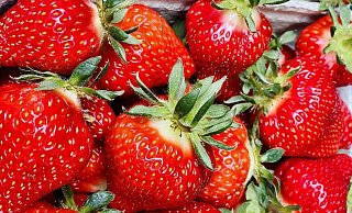 Die ersten Erdbeeren vom Obsthof Otte gibt es bereits an einigen Verkaufsbüdchen im Kreis Herford und Bad Salzuflen. - Obsthof Otte Die ersten Erdbeeren vom Obsthof Otte gibt es bereits an einigen Verkaufsbüdchen im Kreis Herford und Bad Salzuflen. - Obsthof Otte