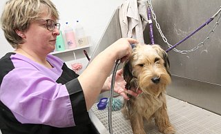 Vor der Schur wurde Barney von Maren Dunkelau erst einmal gewaschen. - Björn Kenter Vor der Schur wurde Barney von Maren Dunkelau erst einmal gewaschen. - Björn Kenter