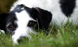 Für Hunde und ihre Halter sieht der Bund der Steuerzahler in Bünde viel Licht, aber auch Schatten. Der Stadt beschert die Hundesteuer hohe Einnahmen, Tierfreunde hingegen stöhnen über die Belastung. Foto: Felix Eisele - Felix Eisele Für Hunde und ihre Halter sieht der Bund der Steuerzahler in Bünde viel Licht, aber auch Schatten. Der Stadt beschert die Hundesteuer hohe Einnahmen, Tierfreunde hingegen stöhnen über die Belastung. Foto: Felix Eisele - Felix Eisele