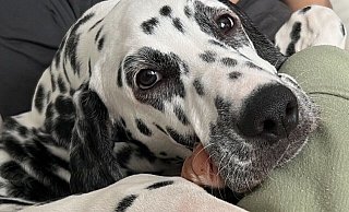 Loki ist ein Jahr alt und wird immer noch vermisst. Laute Böller haben ihn verschreckt und in den Wald rennen lassen. - NW Loki ist ein Jahr alt und wird immer noch vermisst. Laute Böller haben ihn verschreckt und in den Wald rennen lassen. - NW