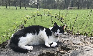 Wer seine Katze nach draußen lässt, muss sie in Bielefeld kastrieren, kennzeichnen und registrieren lassen. Das tun nicht alle Halter. Und viele wissen es gar nicht. - Silke Kröger Wer seine Katze nach draußen lässt, muss sie in Bielefeld kastrieren, kennzeichnen und registrieren lassen. Das tun nicht alle Halter. Und viele wissen es gar nicht. - Silke Kröger