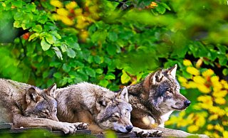 Die Wölfe gehören zu den Tieren in Olderdissen, die viel Ruhe und wenig Besucher zu schätzen wissen. Dann bleibt auch viel mehr Muße für ein kleines Nickerchen. - Sarah Jonek Die Wölfe gehören zu den Tieren in Olderdissen, die viel Ruhe und wenig Besucher zu schätzen wissen. Dann bleibt auch viel mehr Muße für ein kleines Nickerchen. - Sarah Jonek