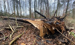 Die Sturmserie hat in den Wäldern eine Spur der Verwüstung hinterlassen. - Mareike Gröneweg Die Sturmserie hat in den Wäldern eine Spur der Verwüstung hinterlassen. - Mareike Gröneweg