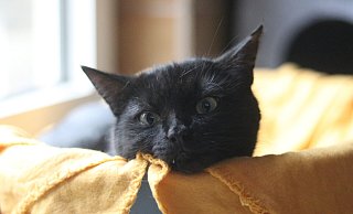 Zwischen 80 und 90 Katzen leben derzeit im Paderborner Tierheim. - Jessica Eberle Zwischen 80 und 90 Katzen leben derzeit im Paderborner Tierheim. - Jessica Eberle