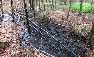 Verkohlter Baum: Bei der jüngsten Tat vor einer Woche legte der Brandstifter gleich mehrere Feuer. - Polizei Höxter Verkohlter Baum: Bei der jüngsten Tat vor einer Woche legte der Brandstifter gleich mehrere Feuer. - Polizei Höxter
