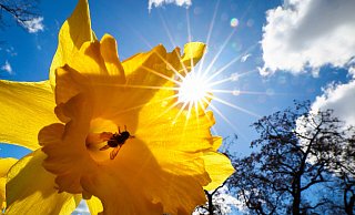 Der Frühling liegt in der Luft: In der kommenden Woche wird es wärmer. - dpa Der Frühling liegt in der Luft: In der kommenden Woche wird es wärmer. - dpa